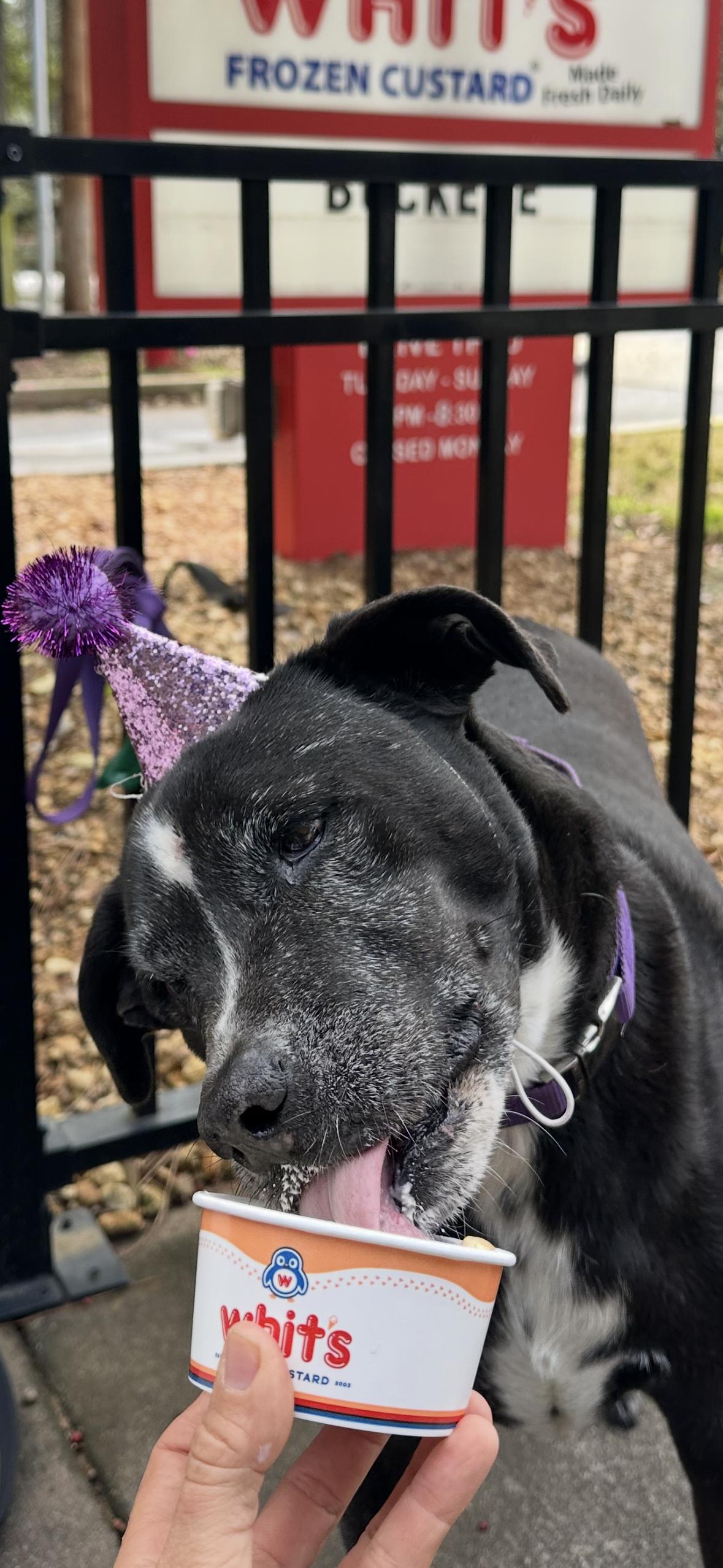 Thelma, Adoptable, Senior Female Labrador Retriever & Boxer.