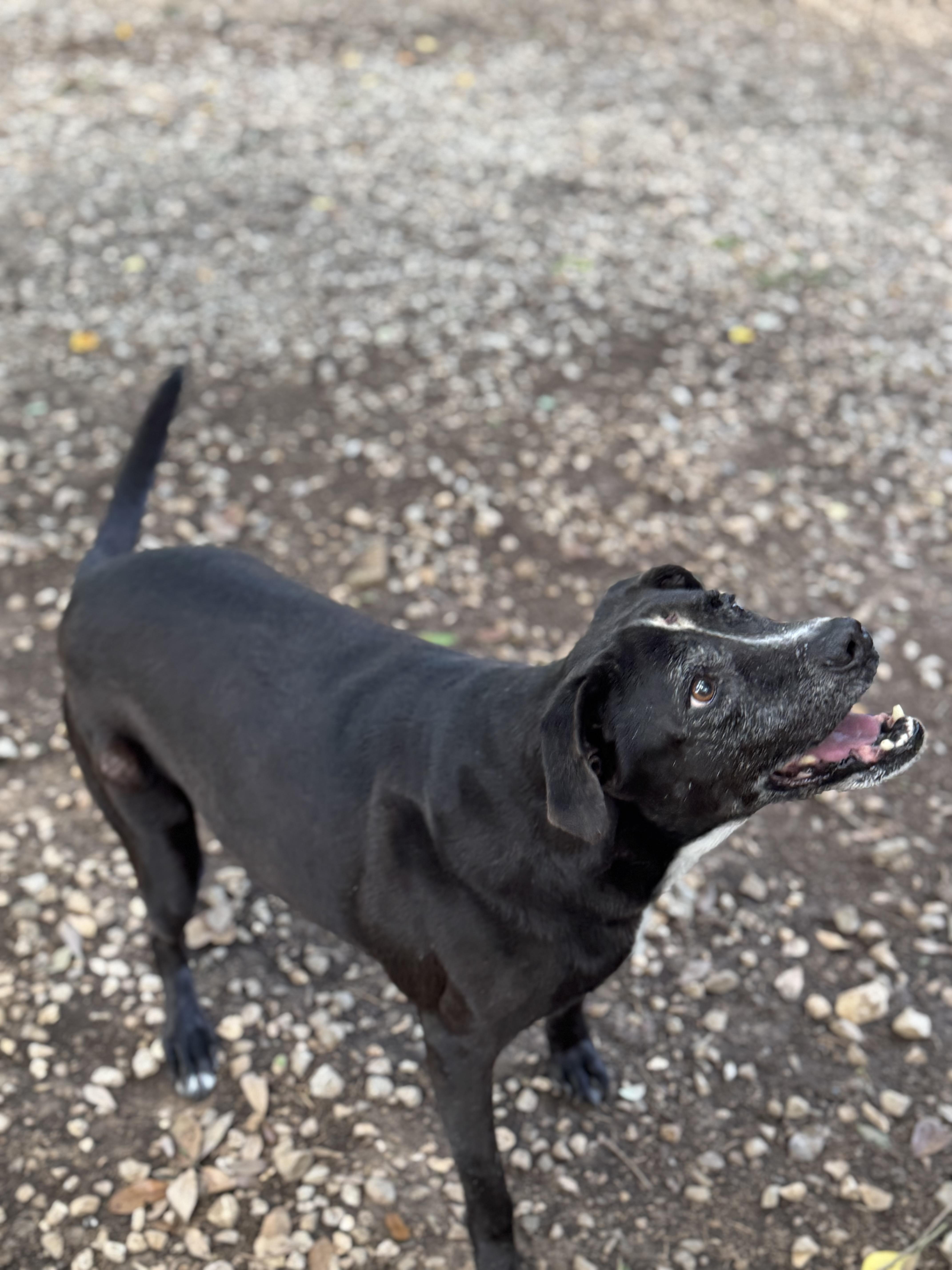 Enlarge Thelma, a Adoptable mixed breed in Mobile, AL image 2/5