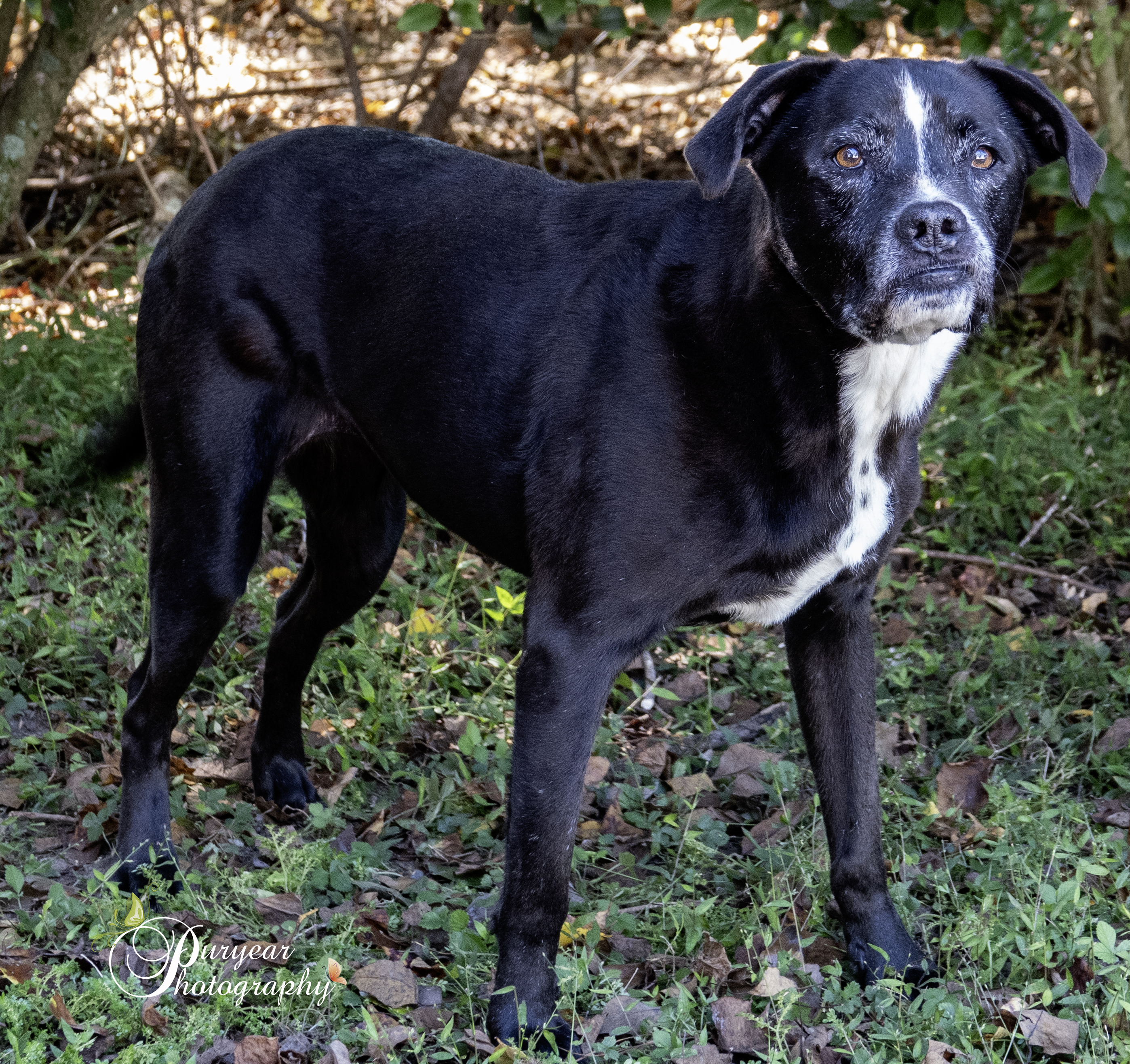 Enlarge Thelma, a Adoptable mixed breed in Mobile, AL image 5/5