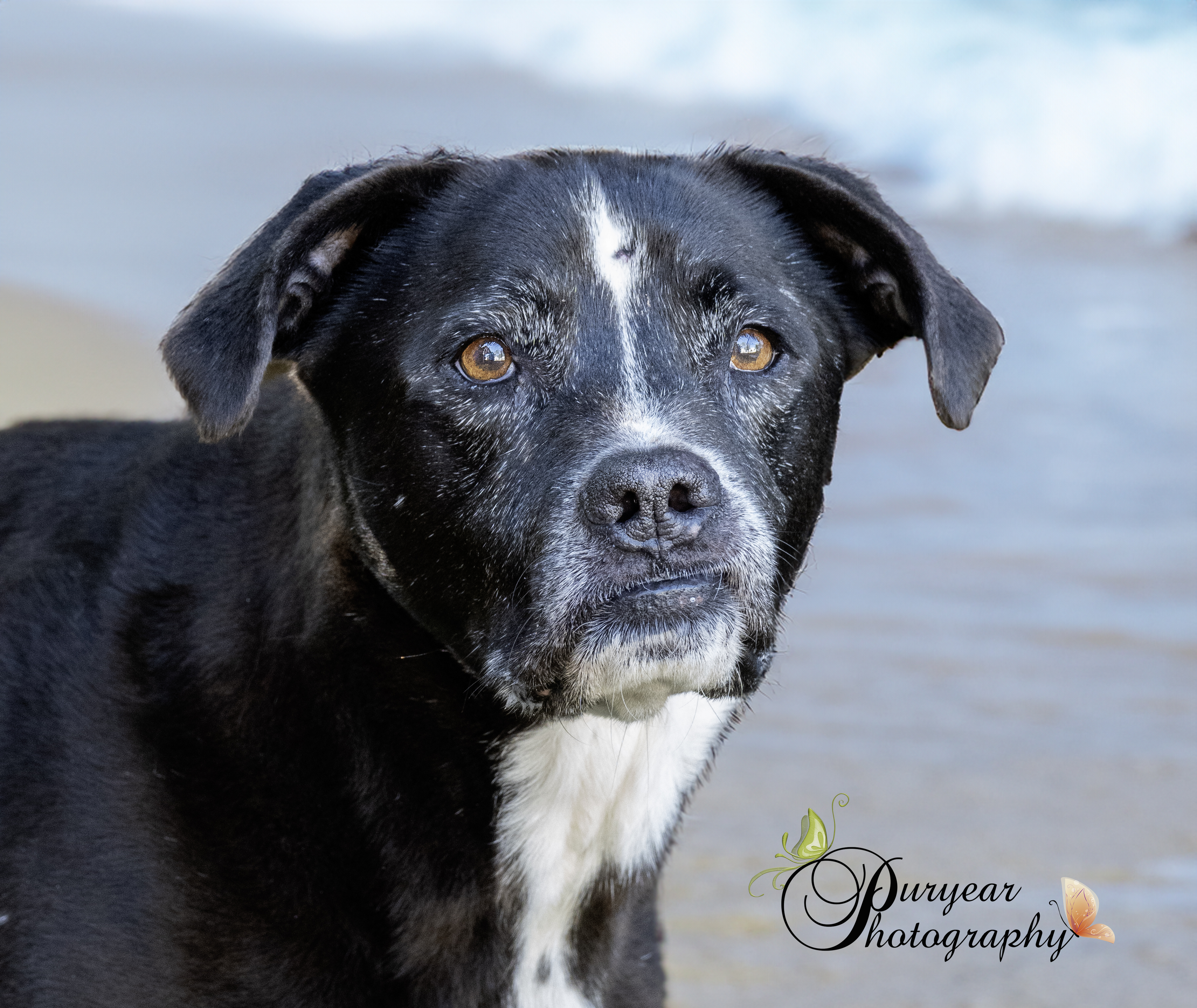 Enlarge Thelma, a Adoptable mixed breed in Mobile, AL image 3/5