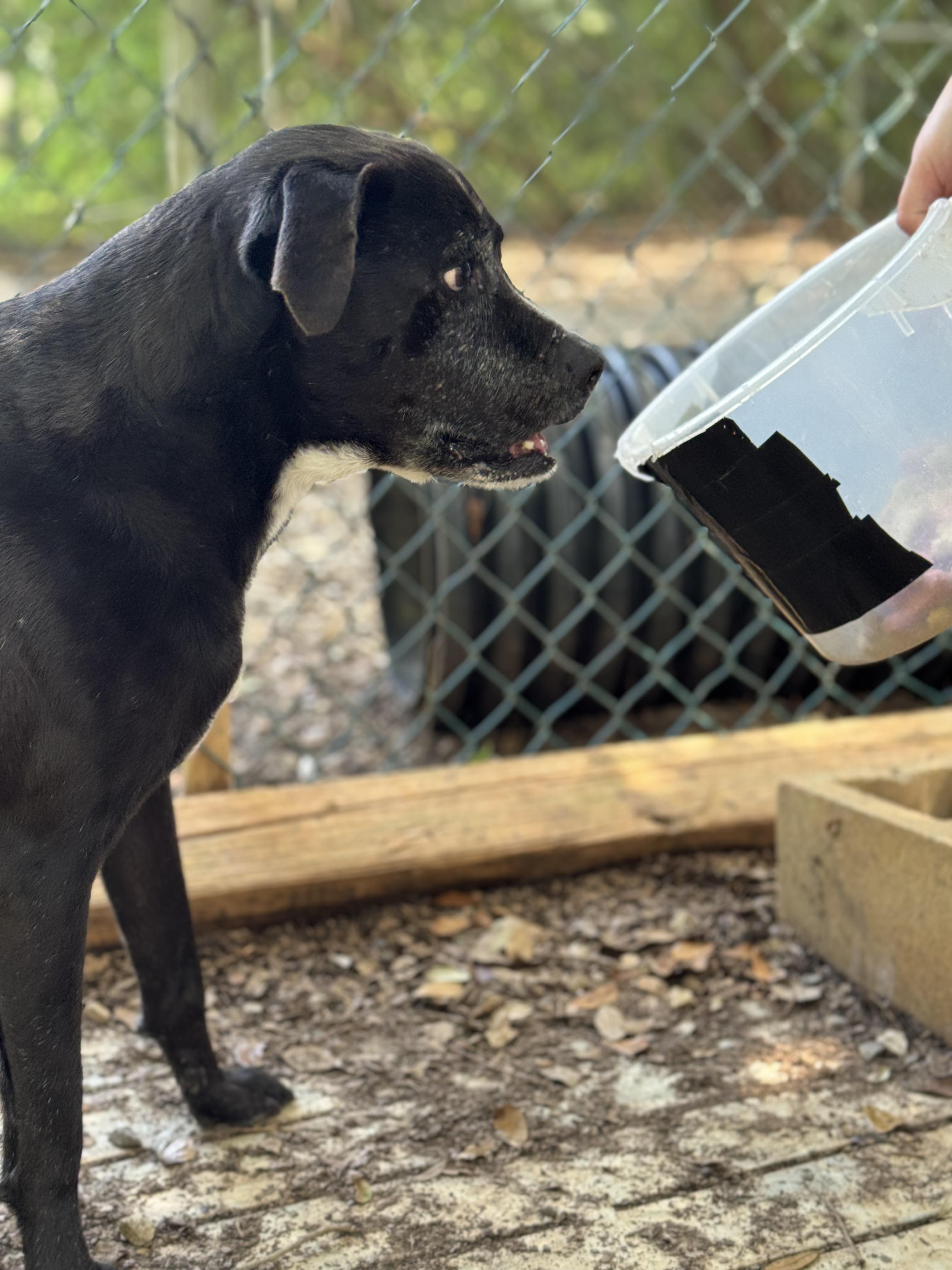 Enlarge Thelma, a Adoptable mixed breed in Mobile, AL image 4/5