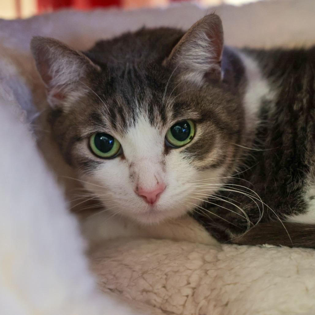 Enlarge Inja, a Adoptable Domestic Short Hair in Santa Barbara, CA image 1/2