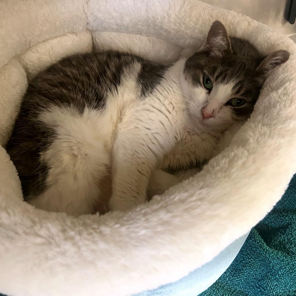 Enlarge Inja, a Adoptable Domestic Short Hair in Santa Barbara, CA image 2/2