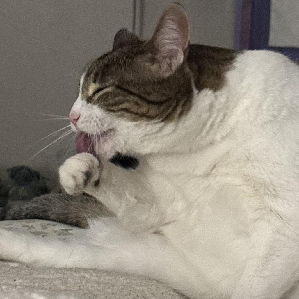 Stella, Adoptable, Adult Female Domestic Short Hair.