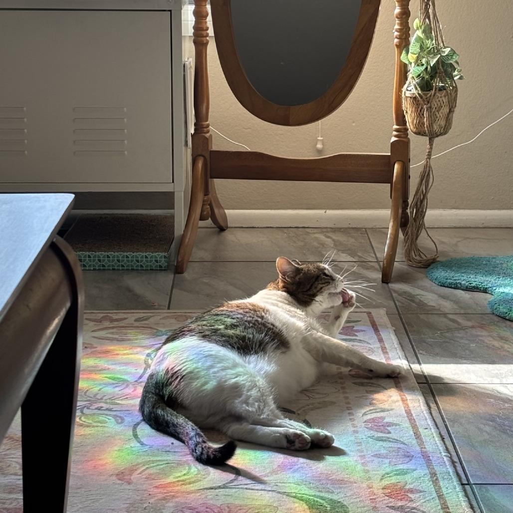 Enlarge Stella, a Adoptable Domestic Short Hair in Tempe, AZ image 2/6