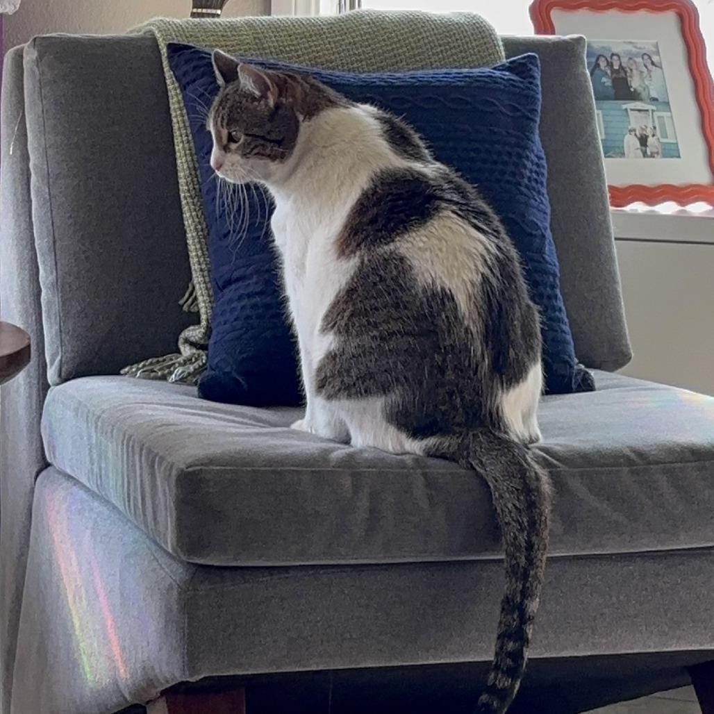 Enlarge Stella, a Adoptable Domestic Short Hair in Tempe, AZ image 3/6