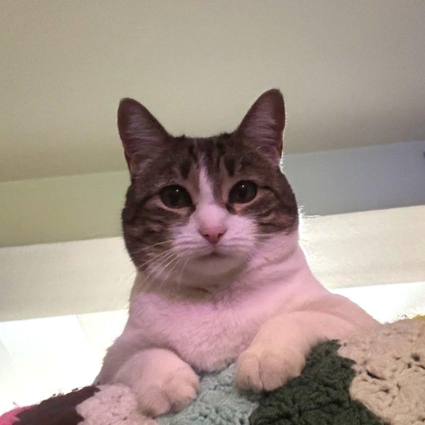 Enlarge Stella, a Adoptable Domestic Short Hair in Tempe, AZ image 3/6