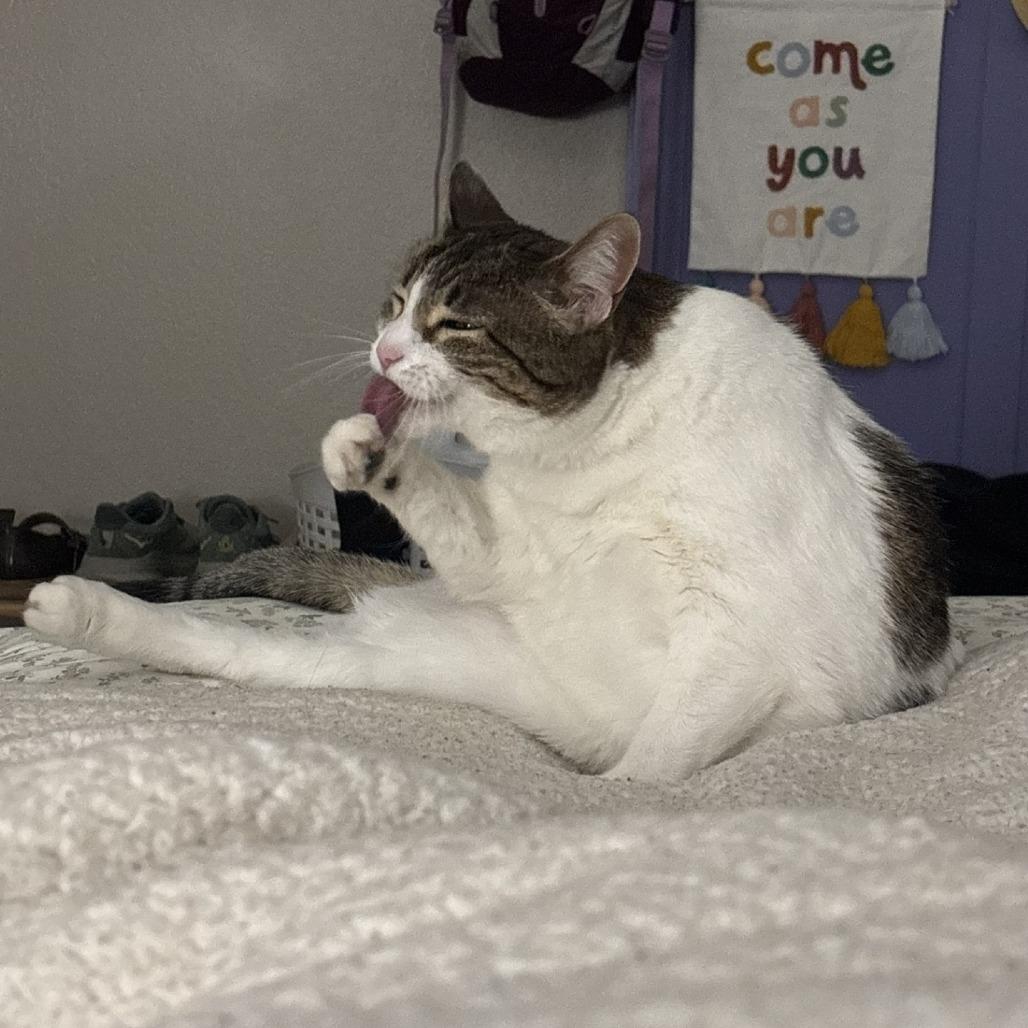 Enlarge Stella, a Adoptable Domestic Short Hair in Tempe, AZ image 4/6