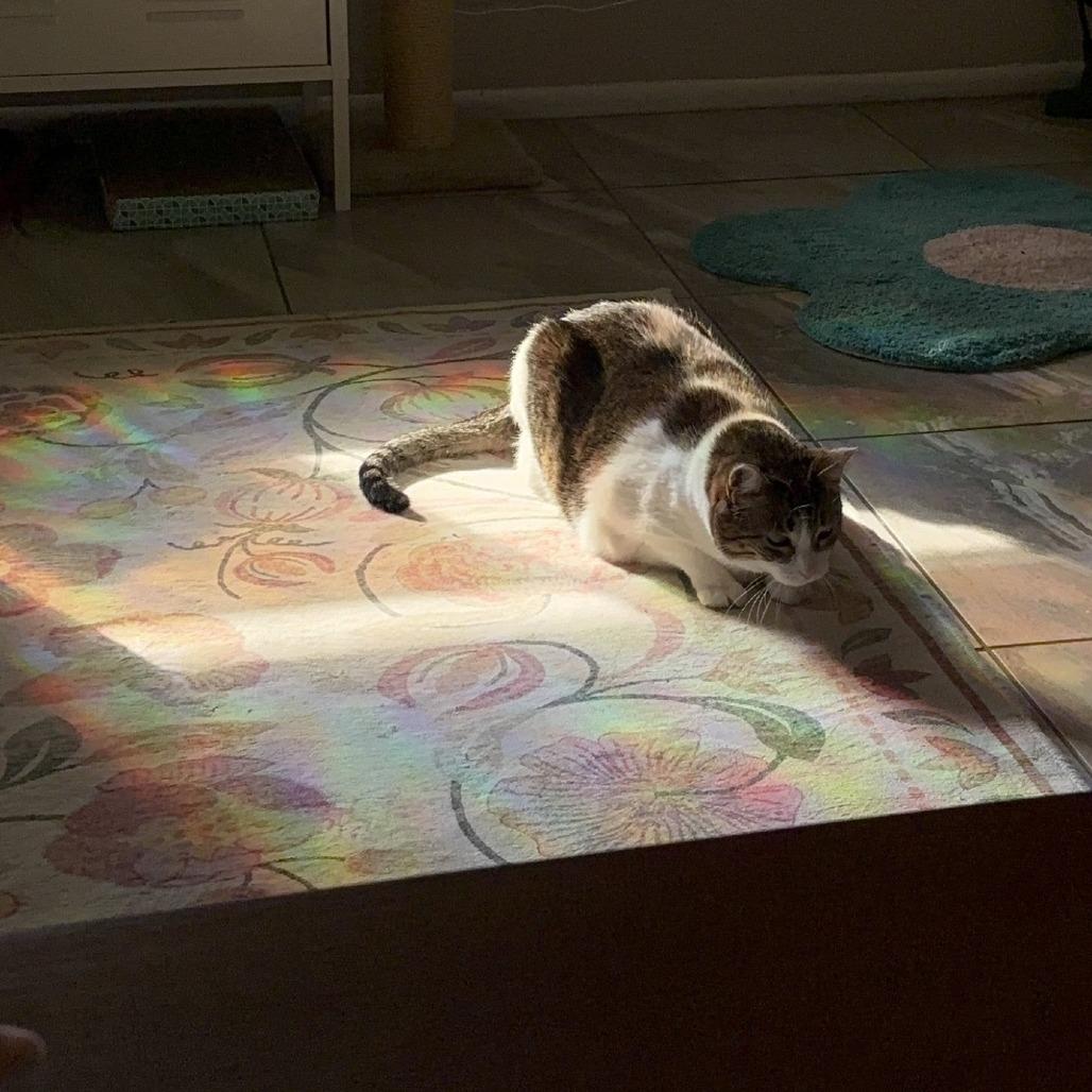 Enlarge Stella, a Adoptable Domestic Short Hair in Tempe, AZ image 5/6