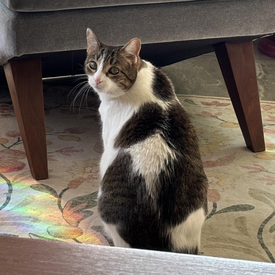 Enlarge Stella, a Adoptable Domestic Short Hair in Tempe, AZ image 6/6