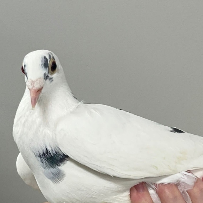 Ivory photo 2