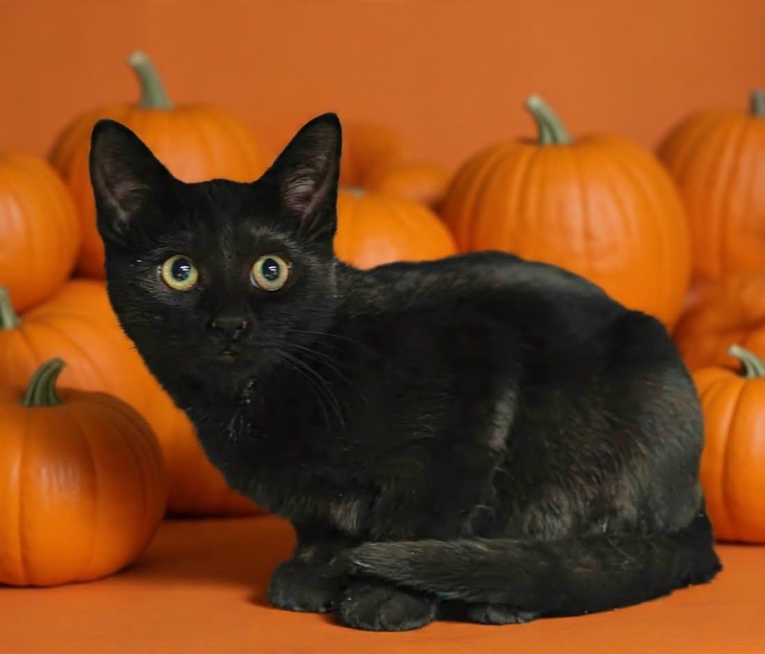 Harry 26/614, Adoptable, Kitten Male Domestic Short Hair.