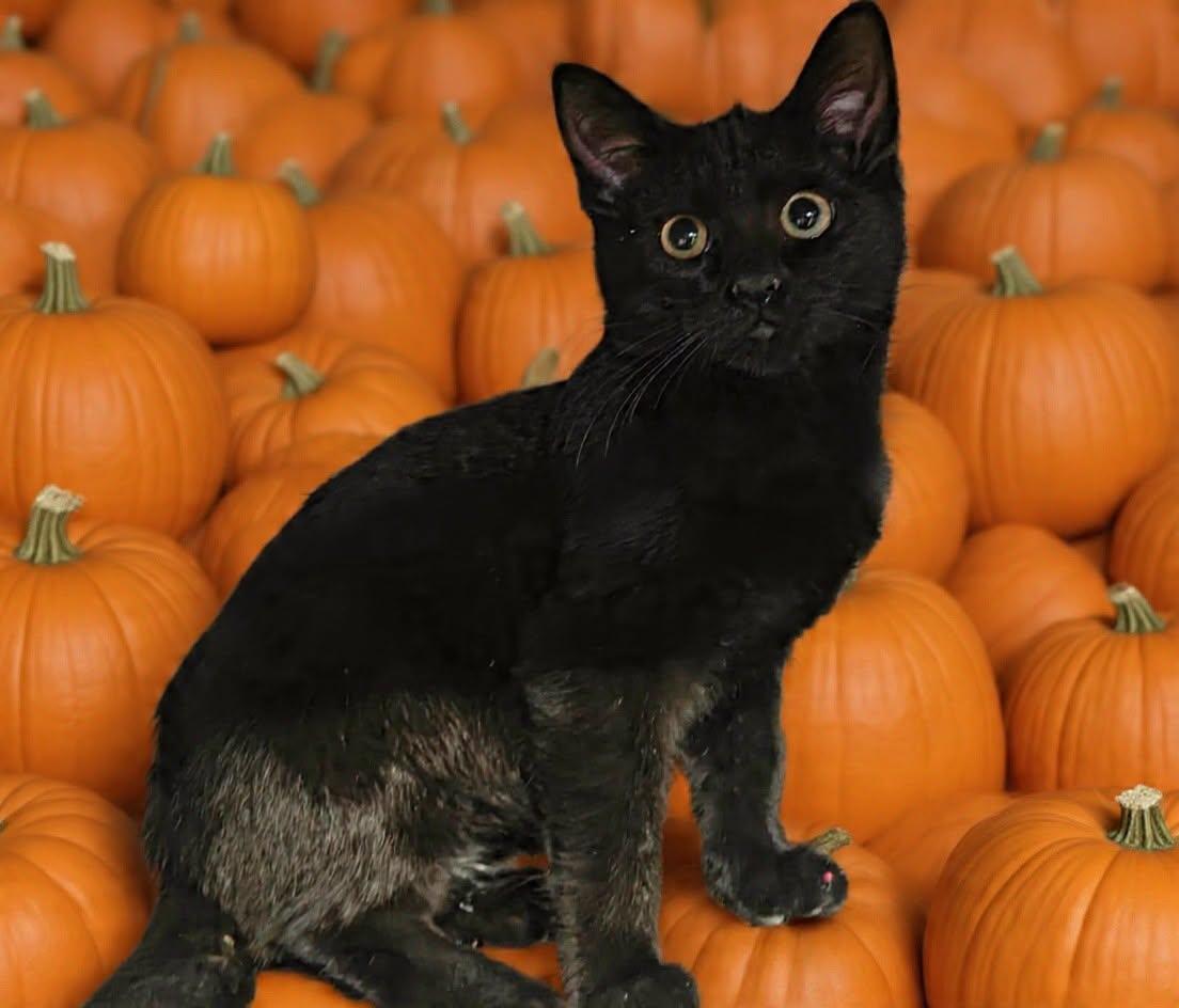 Enlarge Harry 26/614, a Adoptable Domestic Short Hair in Talladega, AL image 2/3