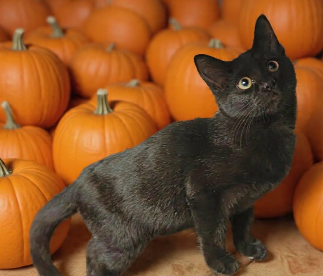 Enlarge Harry 26/614, a Adoptable Domestic Short Hair in Talladega, AL image 3/3