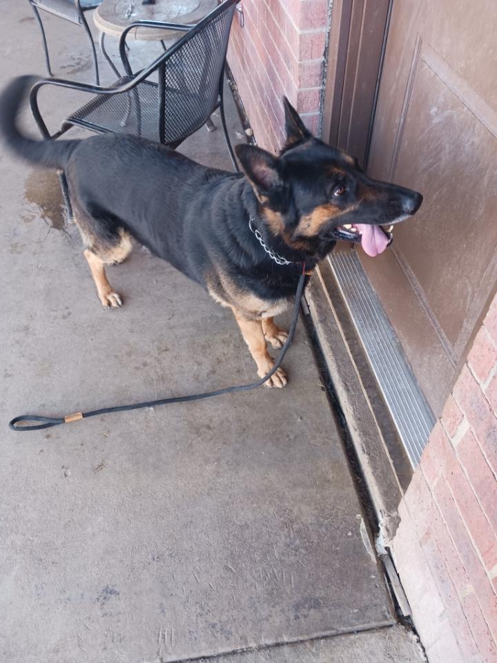 Enlarge Rocky ( Mr Affection ), a Adoptable German Shepherd Dog in New Rochelle, NY image 1/6