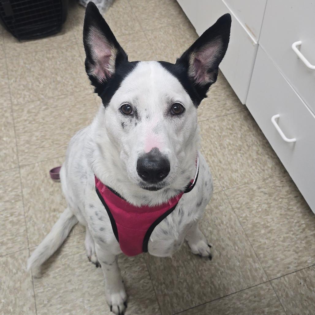 Enlarge Hiro, a Adoptable mixed breed in Milan, IL image 1/3