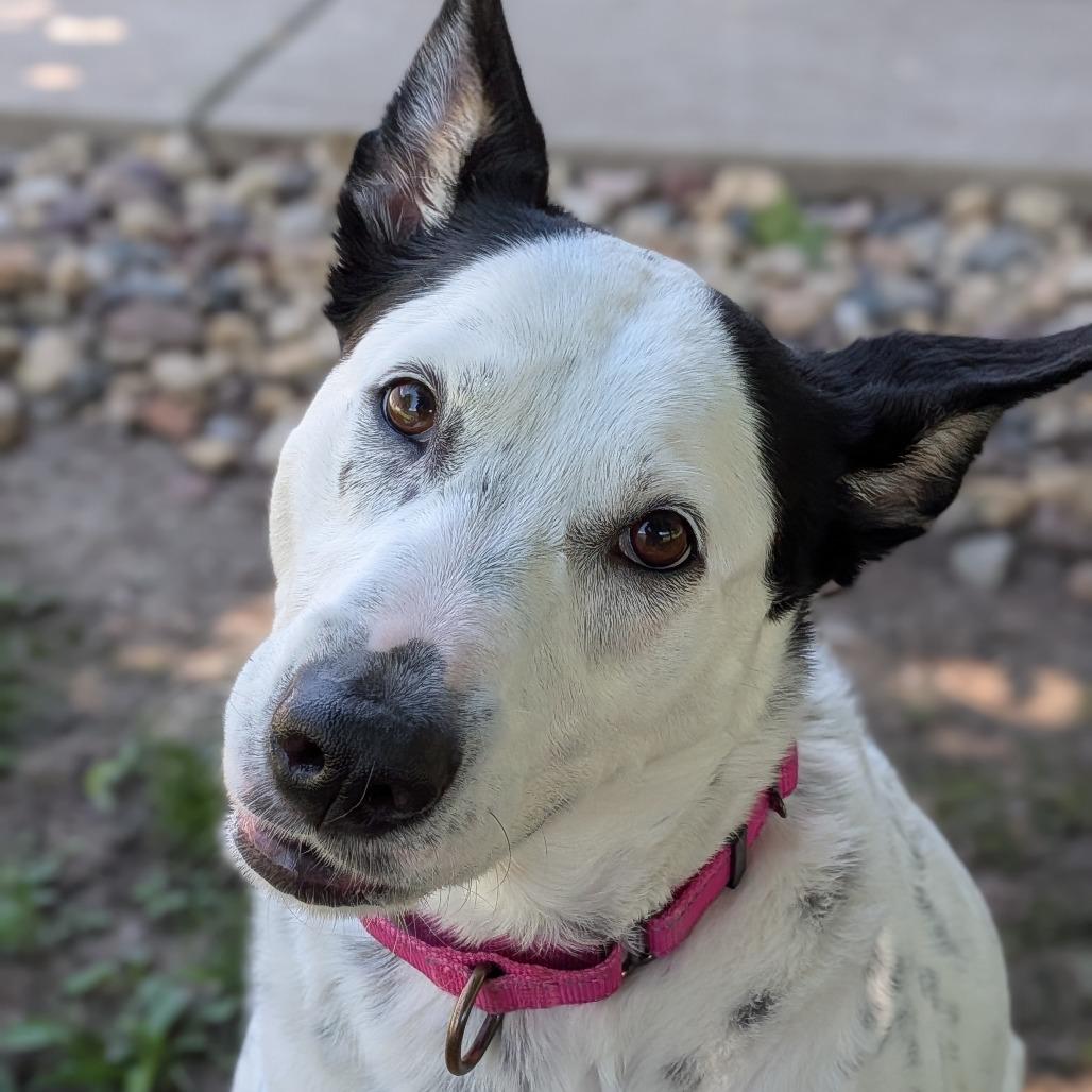Enlarge Hiro, a Adoptable mixed breed in Milan, IL image 2/3