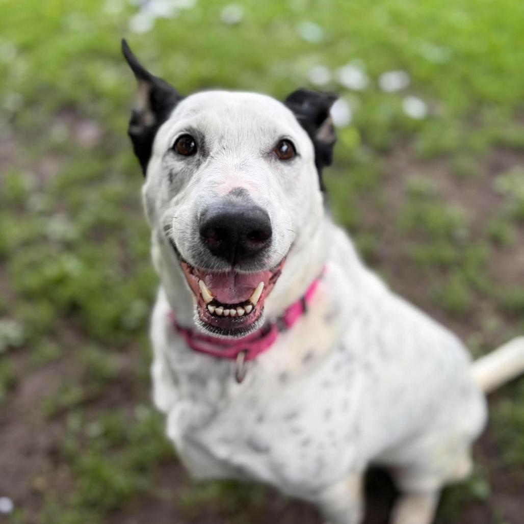 Enlarge Hiro, a Adoptable mixed breed in Milan, IL image 3/3