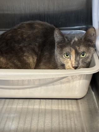 Chud (E15), Adoptable, Adult Female Domestic Short Hair & Domestic Short Hair.
