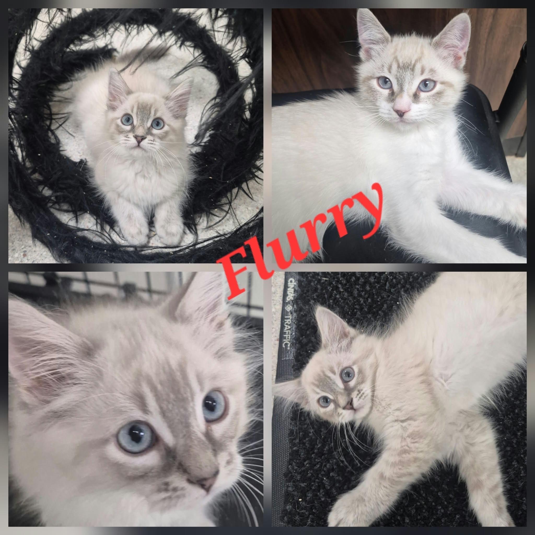 Flurry, Adopted, Kitten Male Siamese & Domestic Medium Hair.