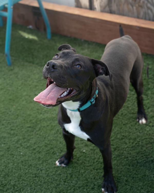 Tabitha, Adoptable, Adult Female Pit Bull Terrier & Labrador Retriever.