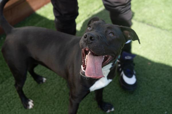 Tabitha, a Adoptable mixed breed in Vallejo, CA image 2/6