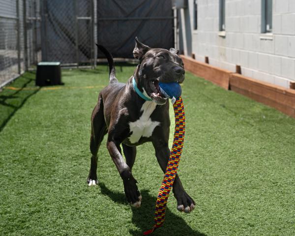 Tabitha, a Adoptable mixed breed in Vallejo, CA image 3/6