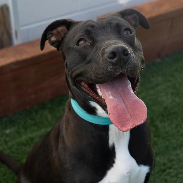 Tabitha, a Adoptable mixed breed in Vallejo, CA image 4/6