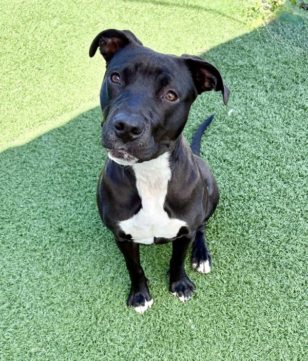 Tabitha, a Adoptable mixed breed in Vallejo, CA image 5/6