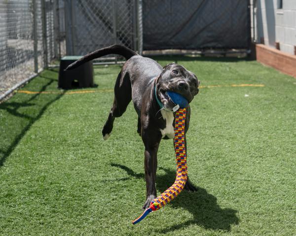 Tabitha, a Adoptable mixed breed in Vallejo, CA image 6/6