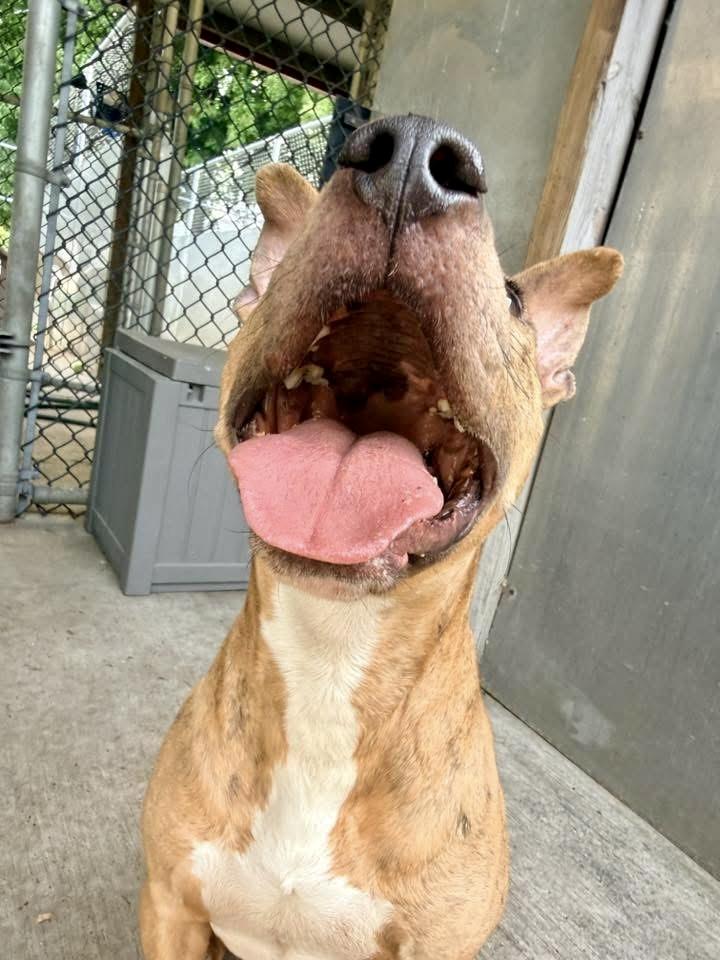 Shiitake, a ADOPTABLE Pit Bull Terrier in Chicago, IL image 3/5