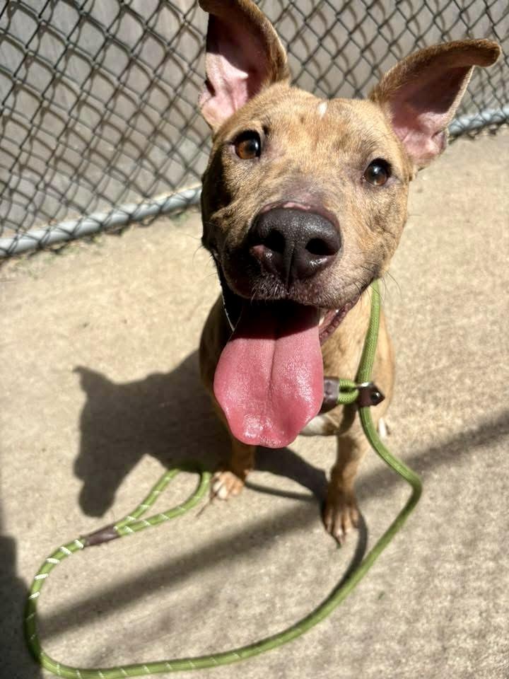 Shiitake, a ADOPTABLE Pit Bull Terrier in Chicago, IL image 2/5