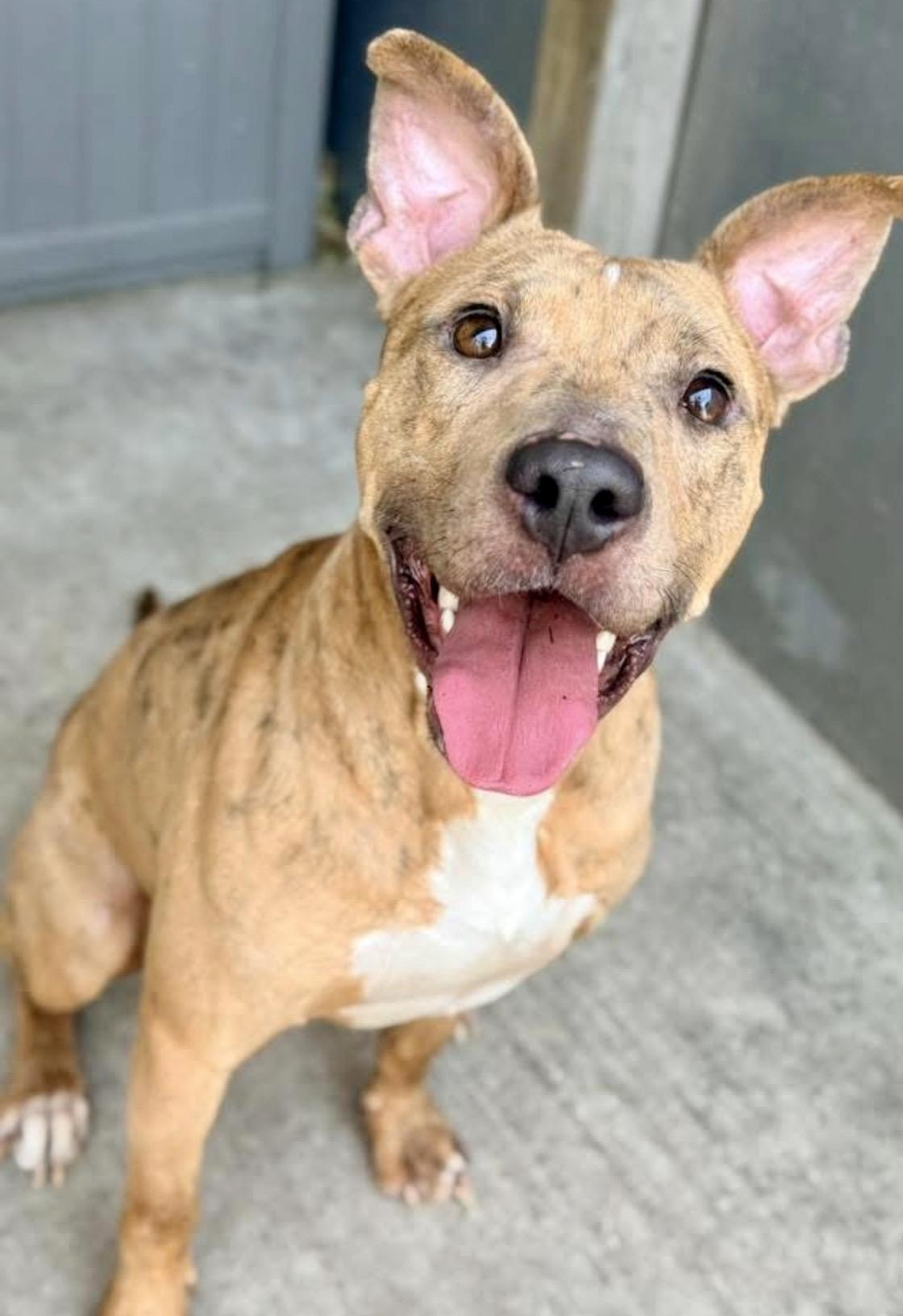 Shiitake, ADOPTABLE, Adult Male Pit Bull Terrier.