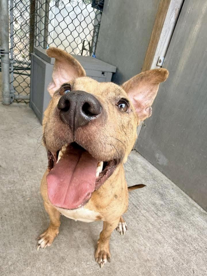 Shiitake, a ADOPTABLE Pit Bull Terrier in Chicago, IL image 4/5