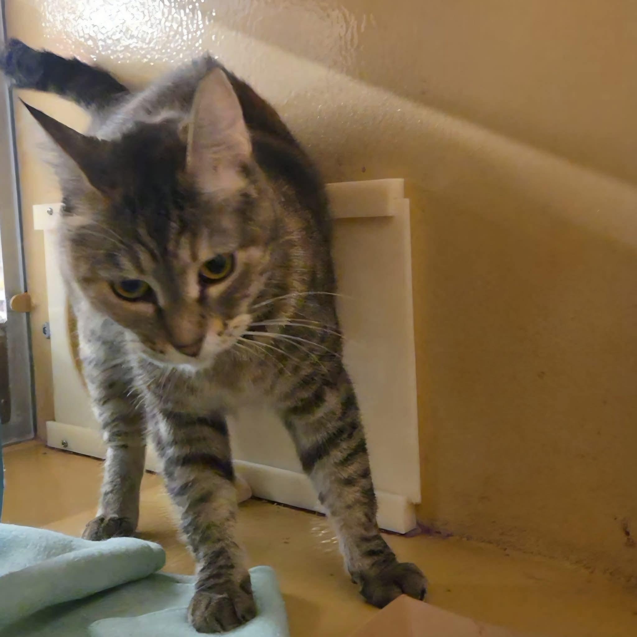 Enlarge Hera, a ADOPTABLE mixed breed in Gladstone, OR image 5/5