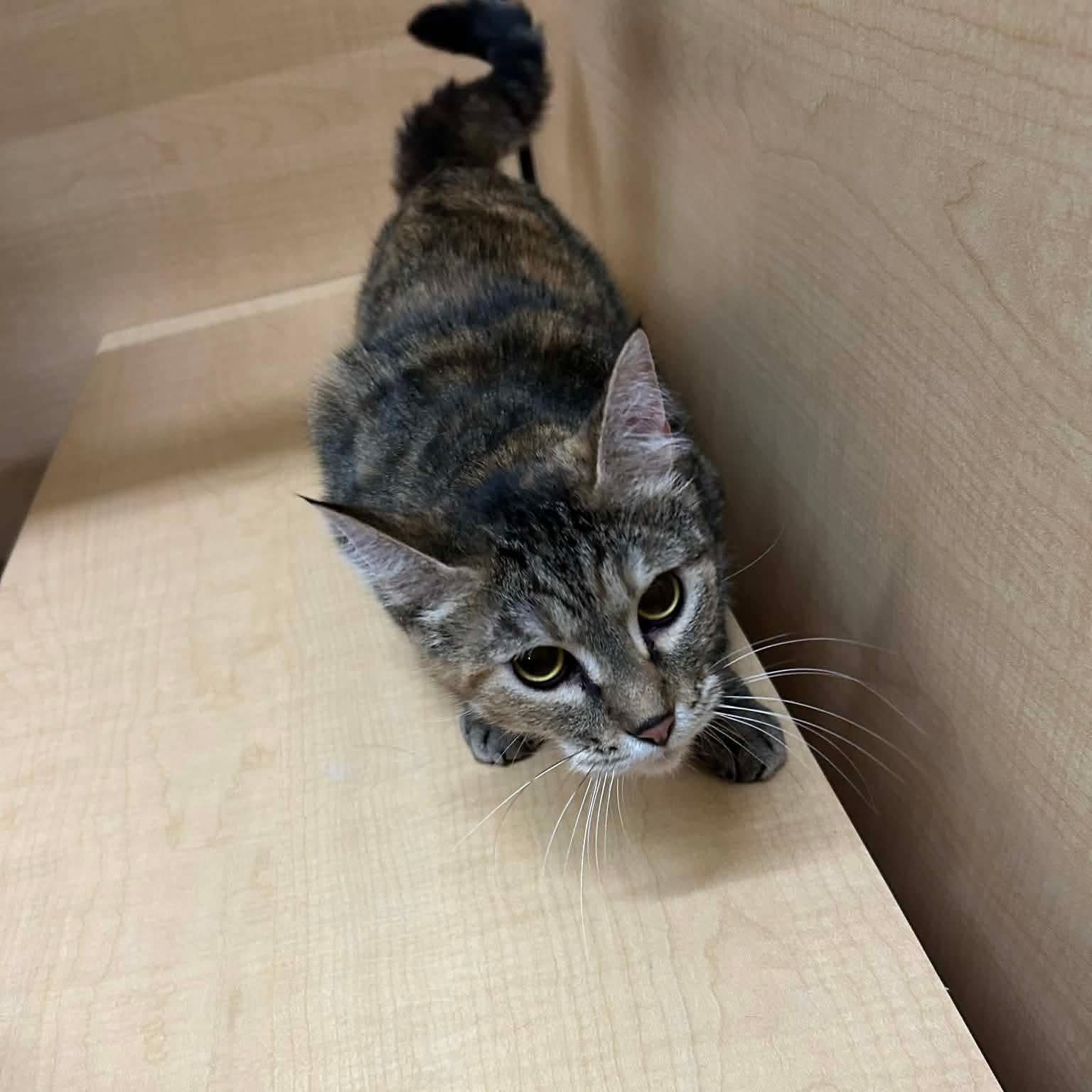 Enlarge Hera, a ADOPTABLE mixed breed in Gladstone, OR image 3/5