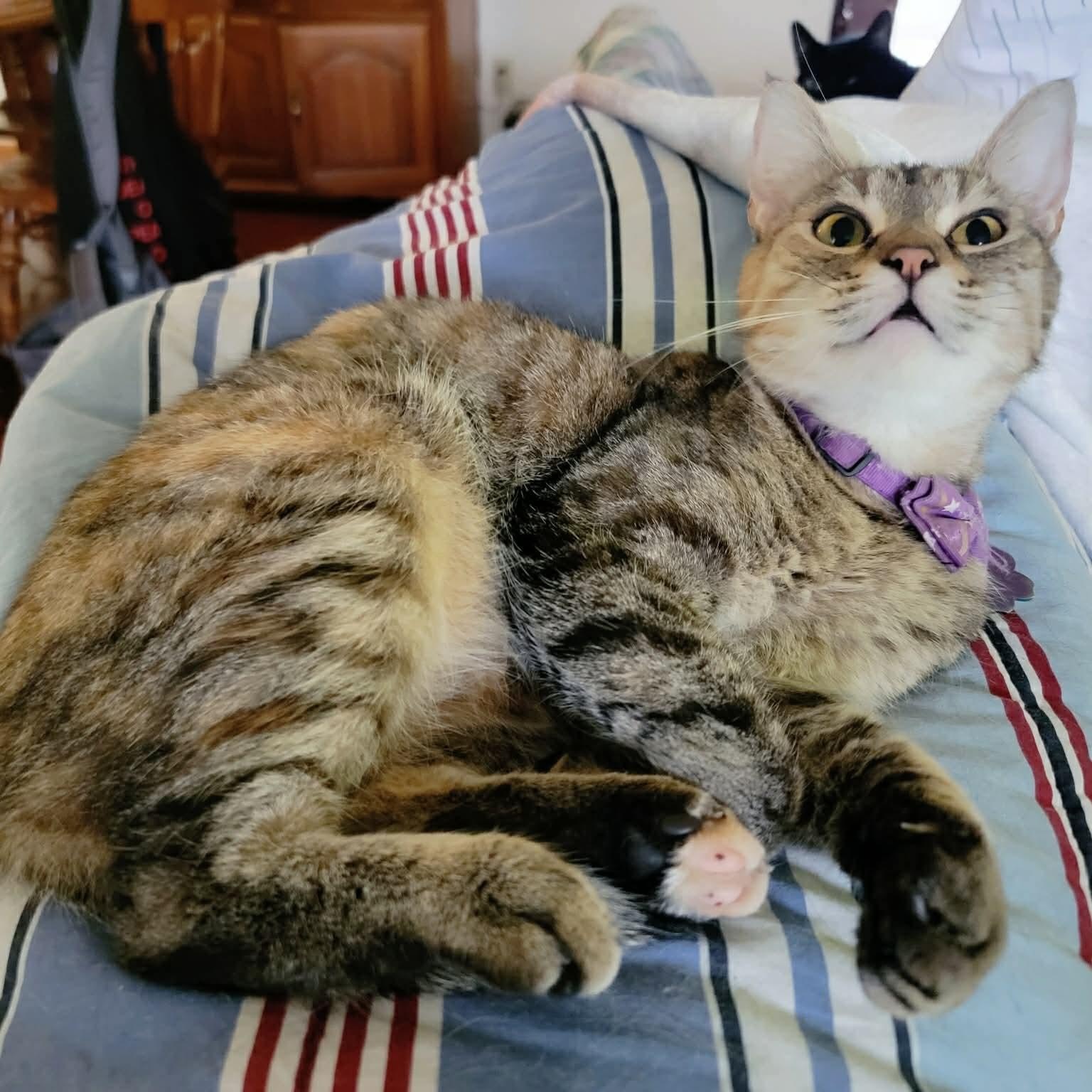 Hera, ADOPTABLE, Adult Female Torbie & Domestic Short Hair.