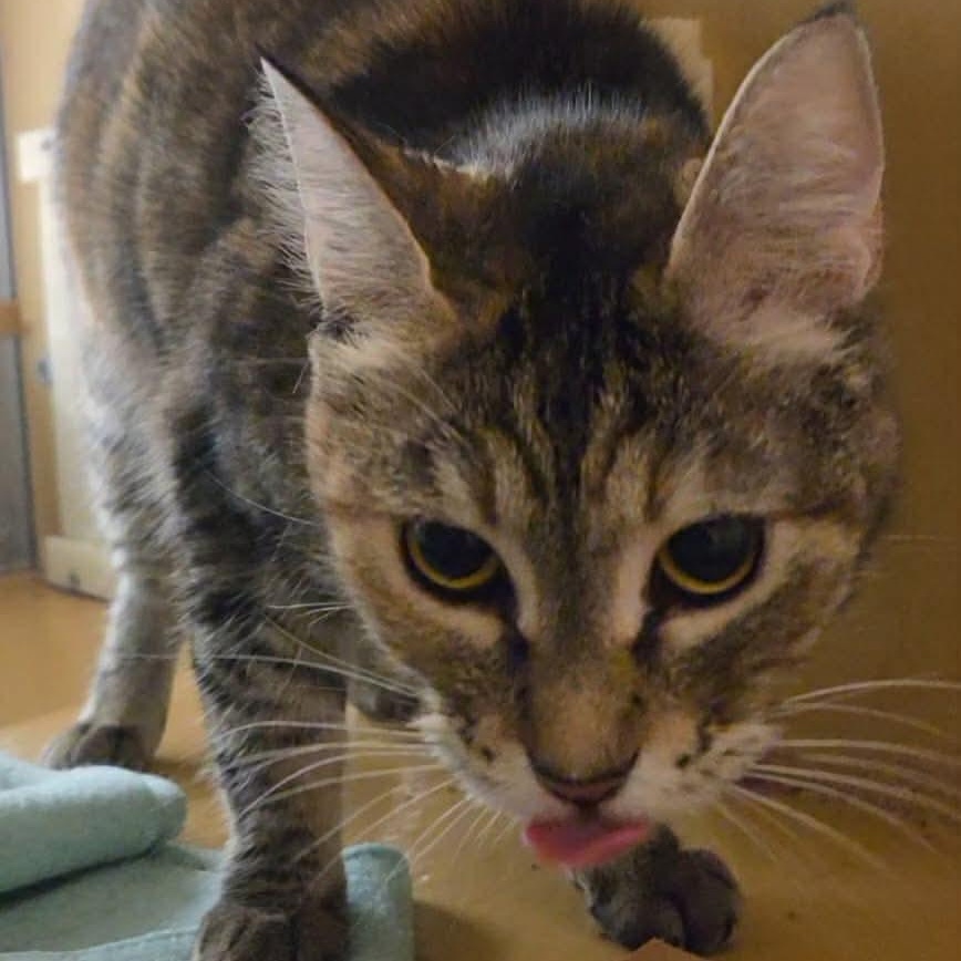 Enlarge Hera, a ADOPTABLE mixed breed in Gladstone, OR image 4/5
