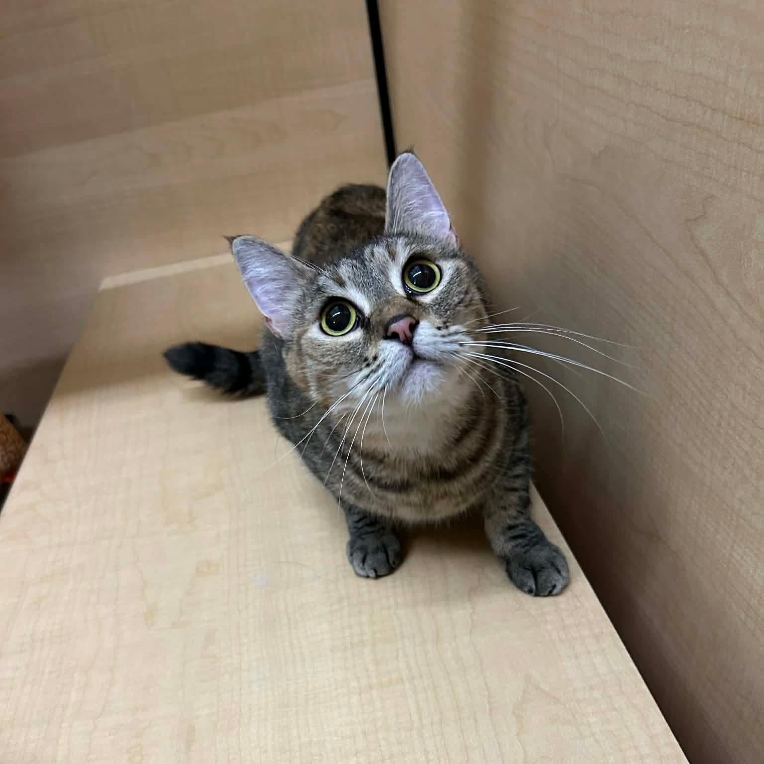 Enlarge Hera, a ADOPTABLE mixed breed in Gladstone, OR image 2/5