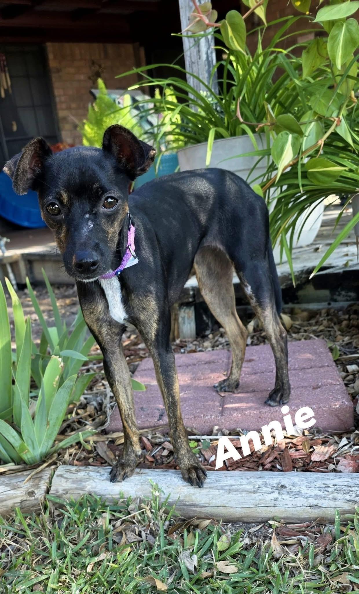 Annie, Adoptable, Young Female Chihuahua & Terrier.