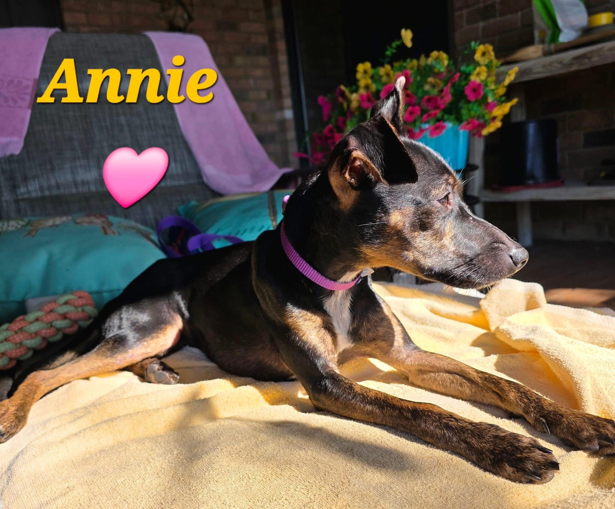 Annie, a Adoptable mixed breed in Port Lavaca, TX image 2/3