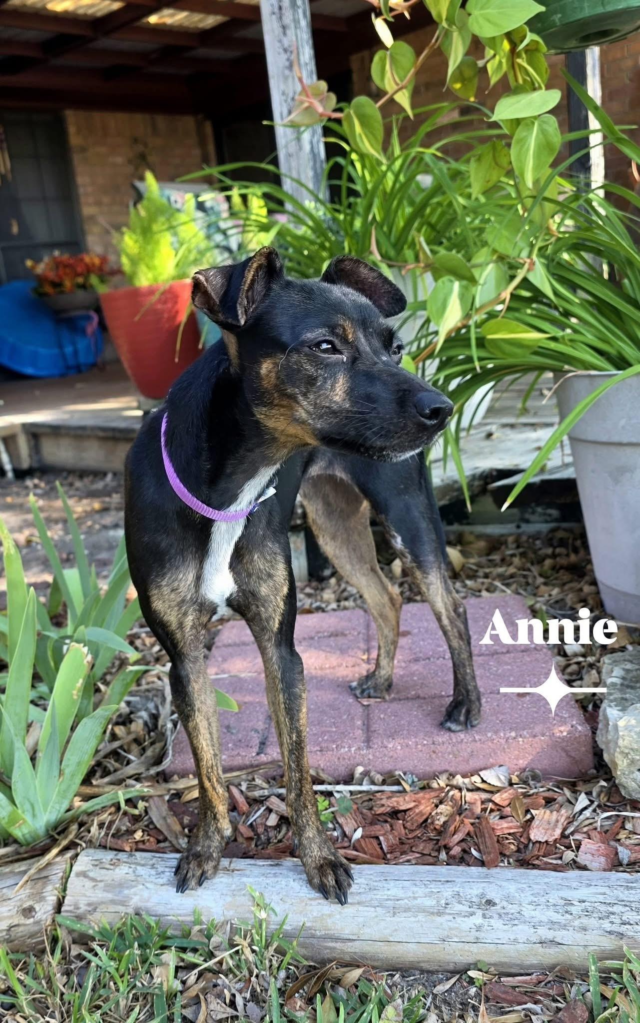 Annie, a Adoptable mixed breed in Port Lavaca, TX image 3/3