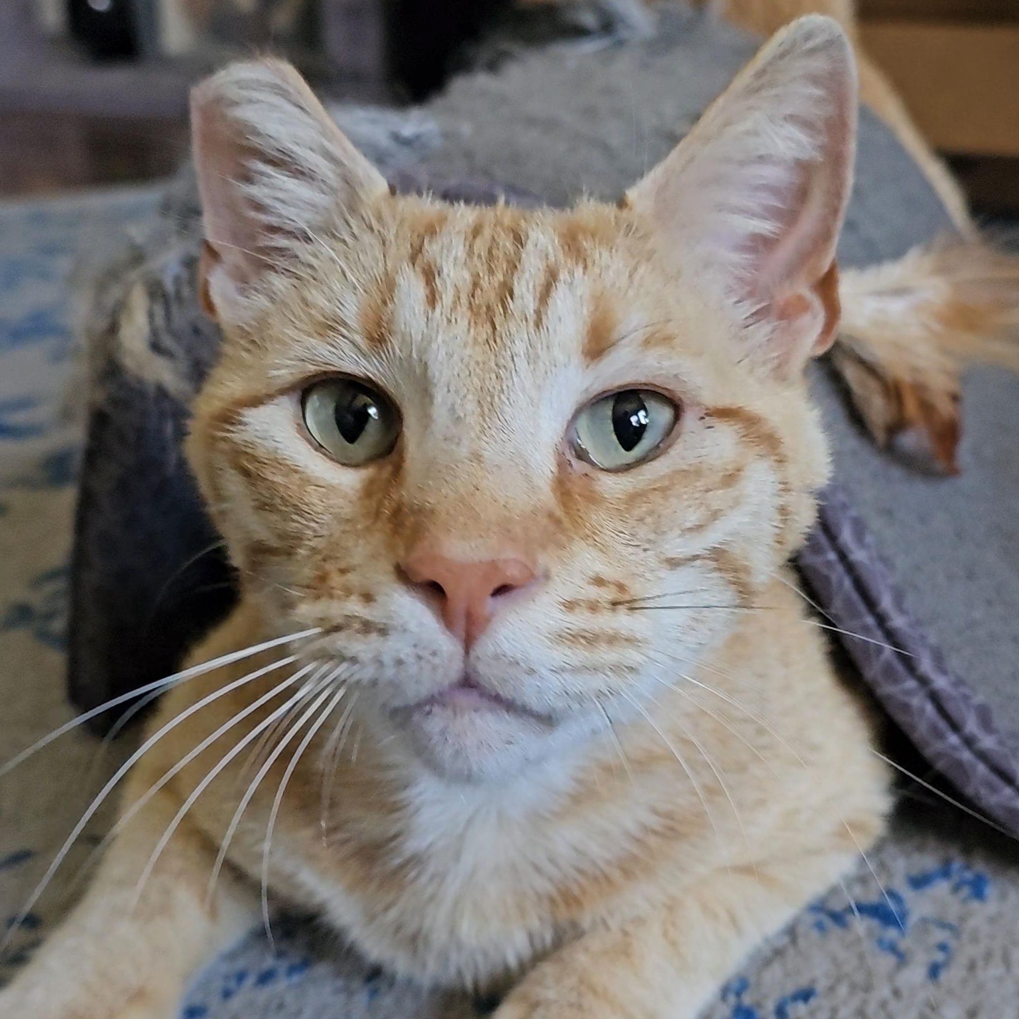 Tony Stark, a ADOPTABLE Domestic Short Hair in San Diego, CA image 3/6