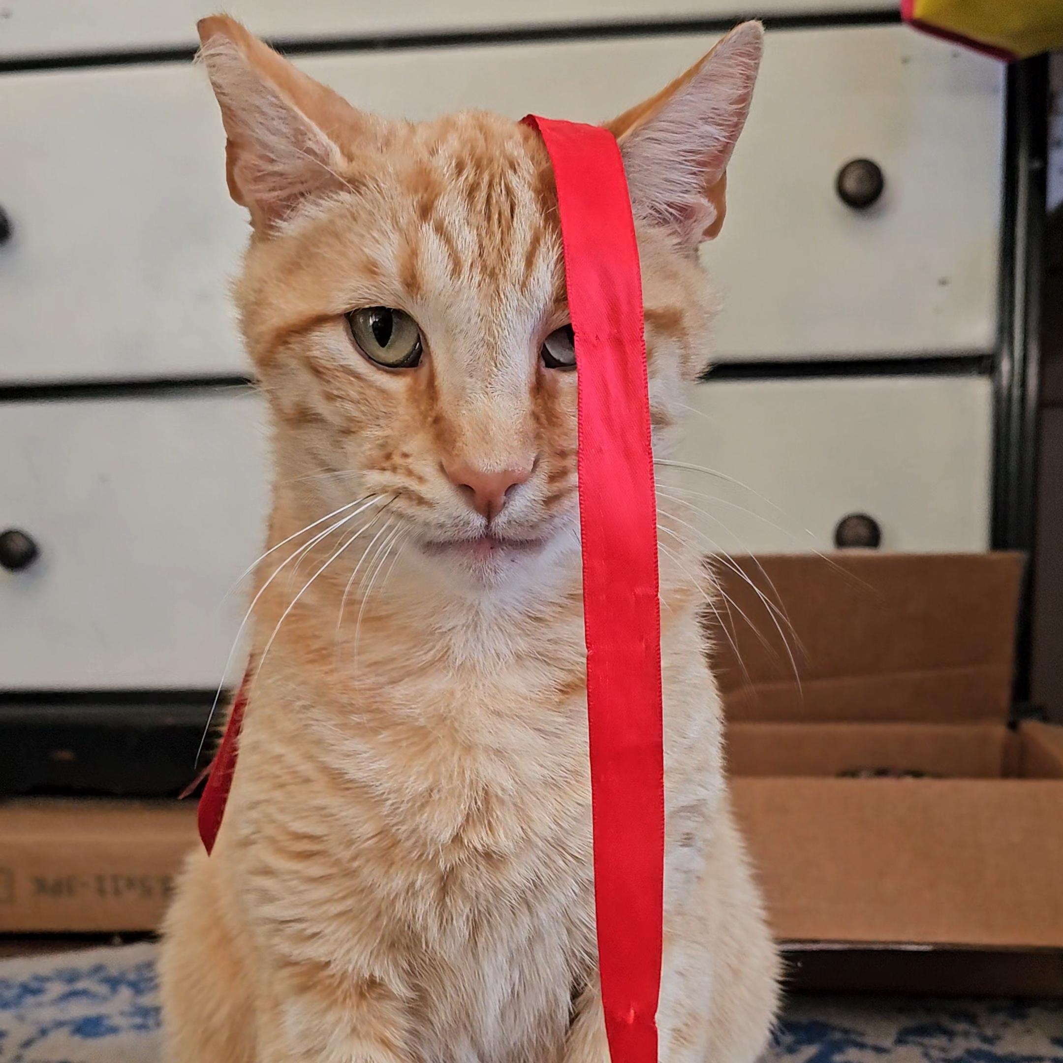 Tony Stark, a ADOPTABLE Domestic Short Hair in San Diego, CA image 2/6
