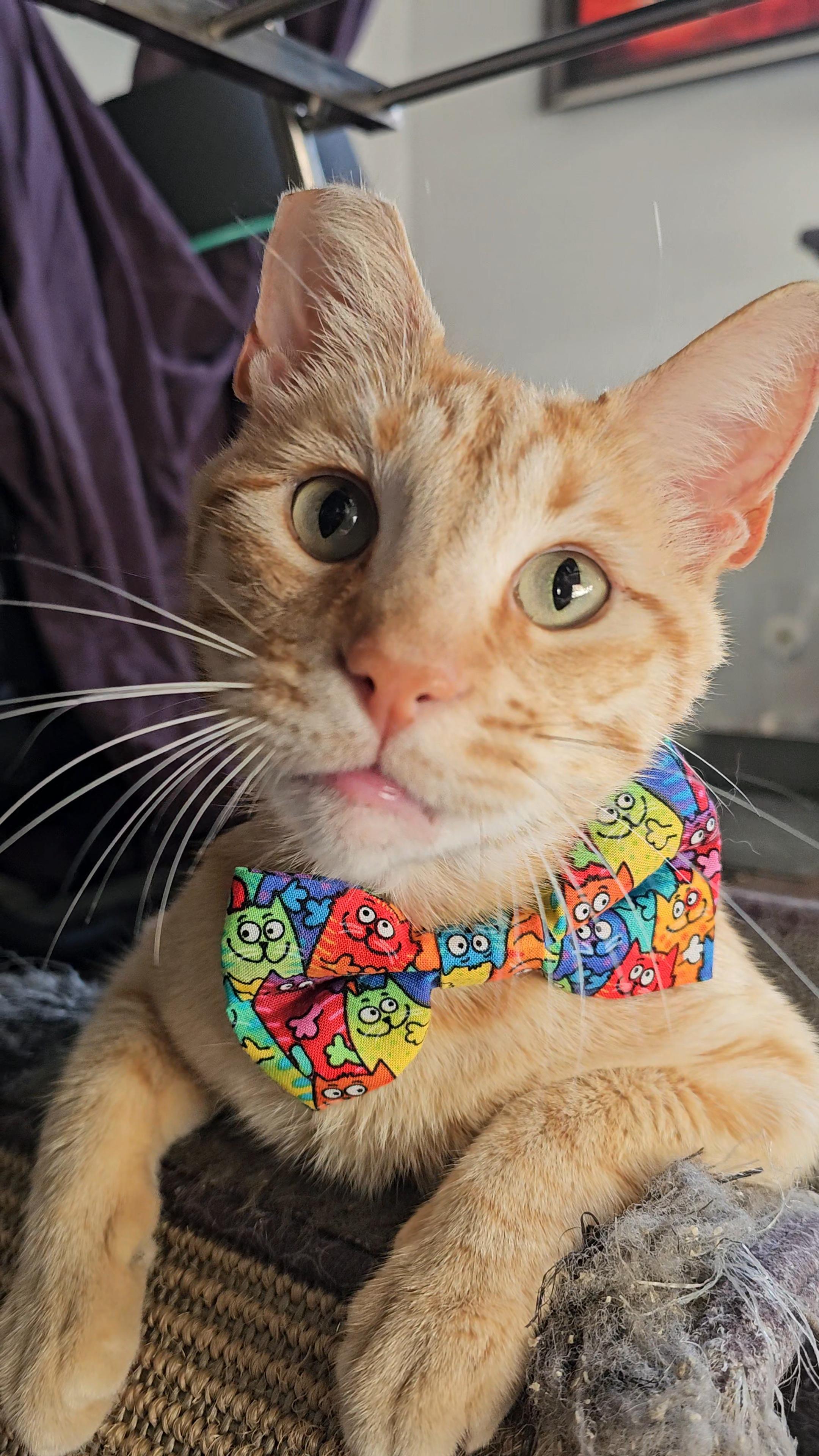 Tony Stark, a ADOPTABLE Domestic Short Hair in San Diego, CA image 1/6