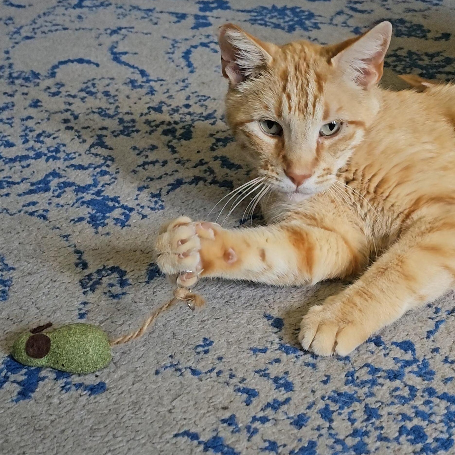 Tony Stark, a ADOPTABLE Domestic Short Hair in San Diego, CA image 5/6