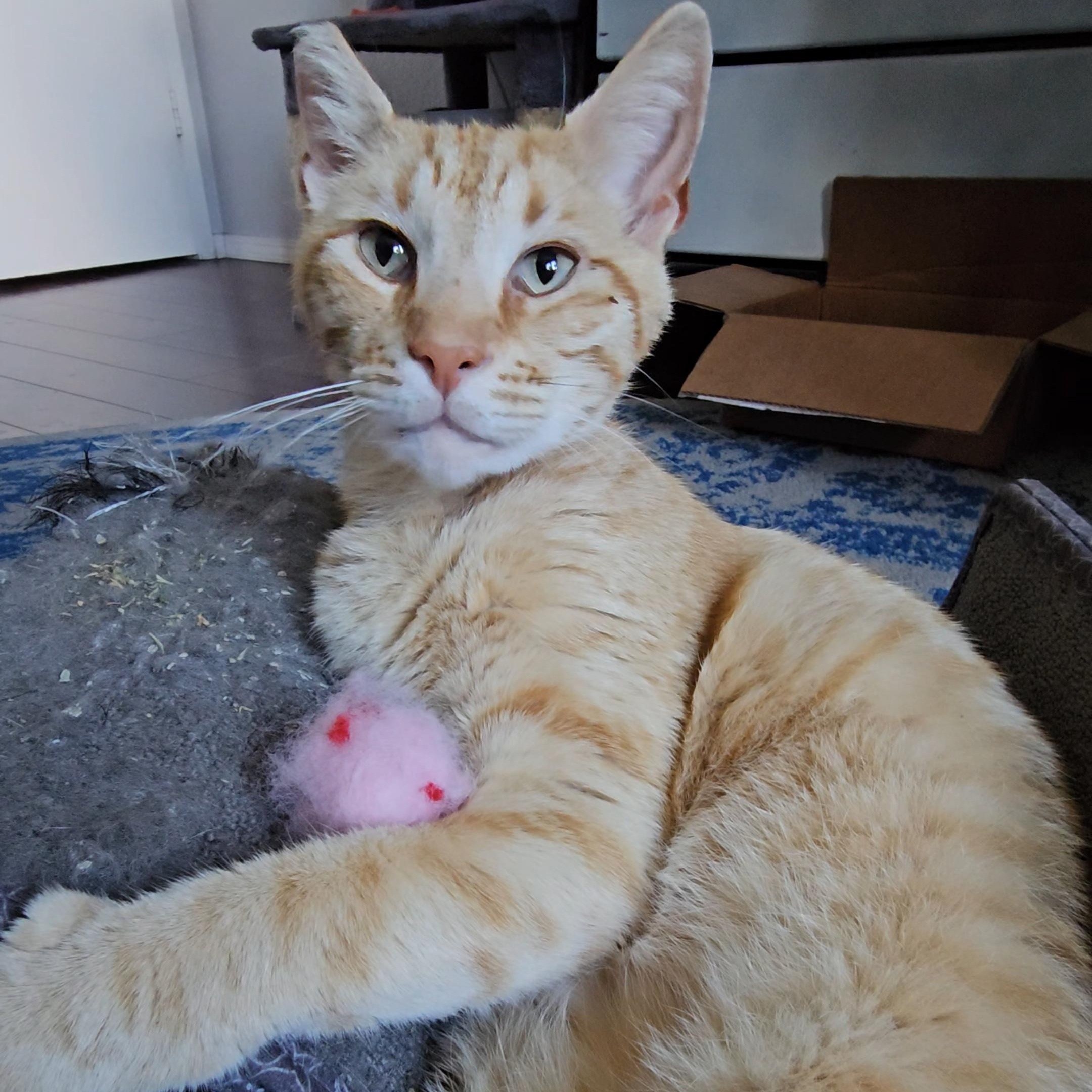 Tony Stark, a ADOPTABLE Domestic Short Hair in San Diego, CA image 4/6