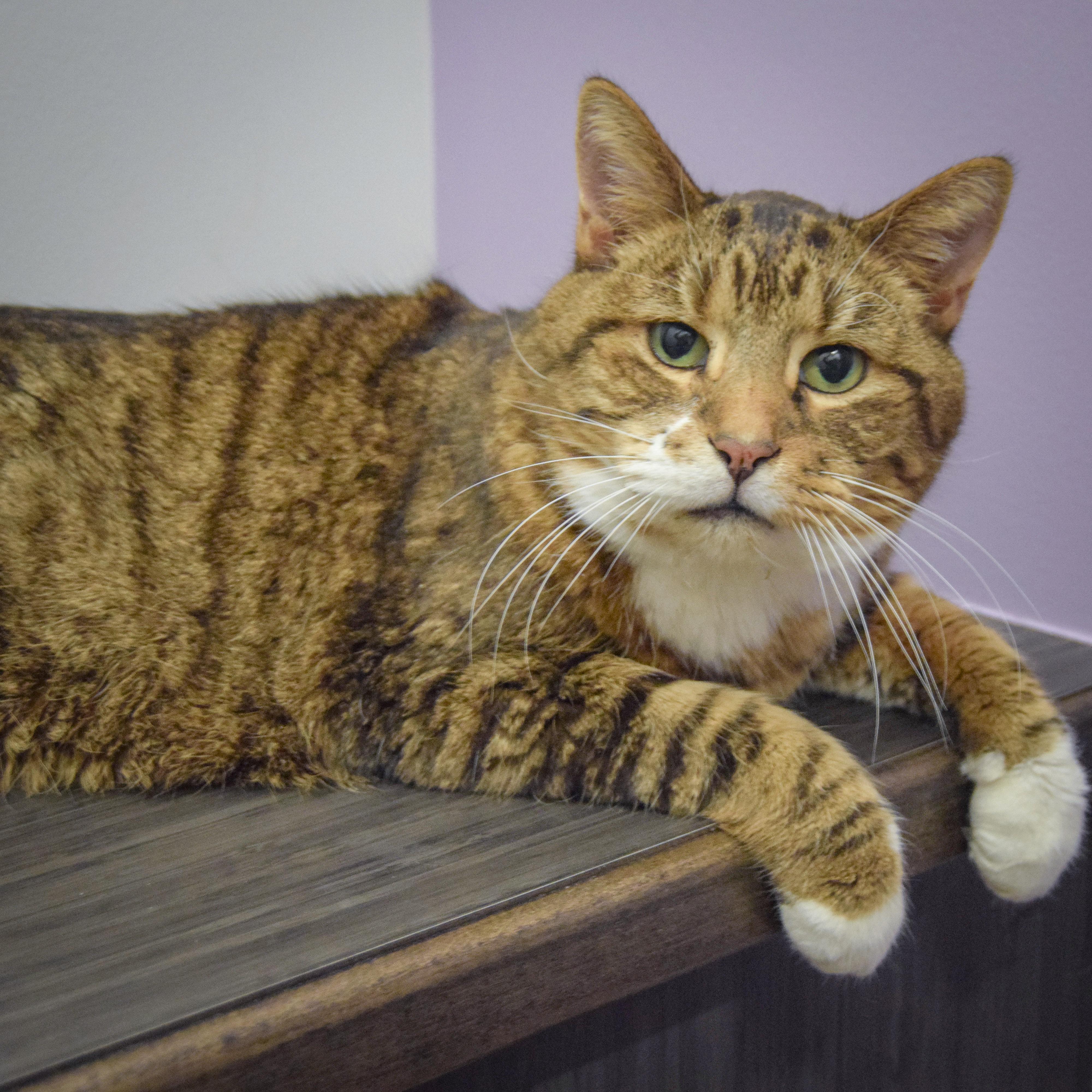 Enlarge Moose, an adopted mixed breed in Huntley, IL image 4/5