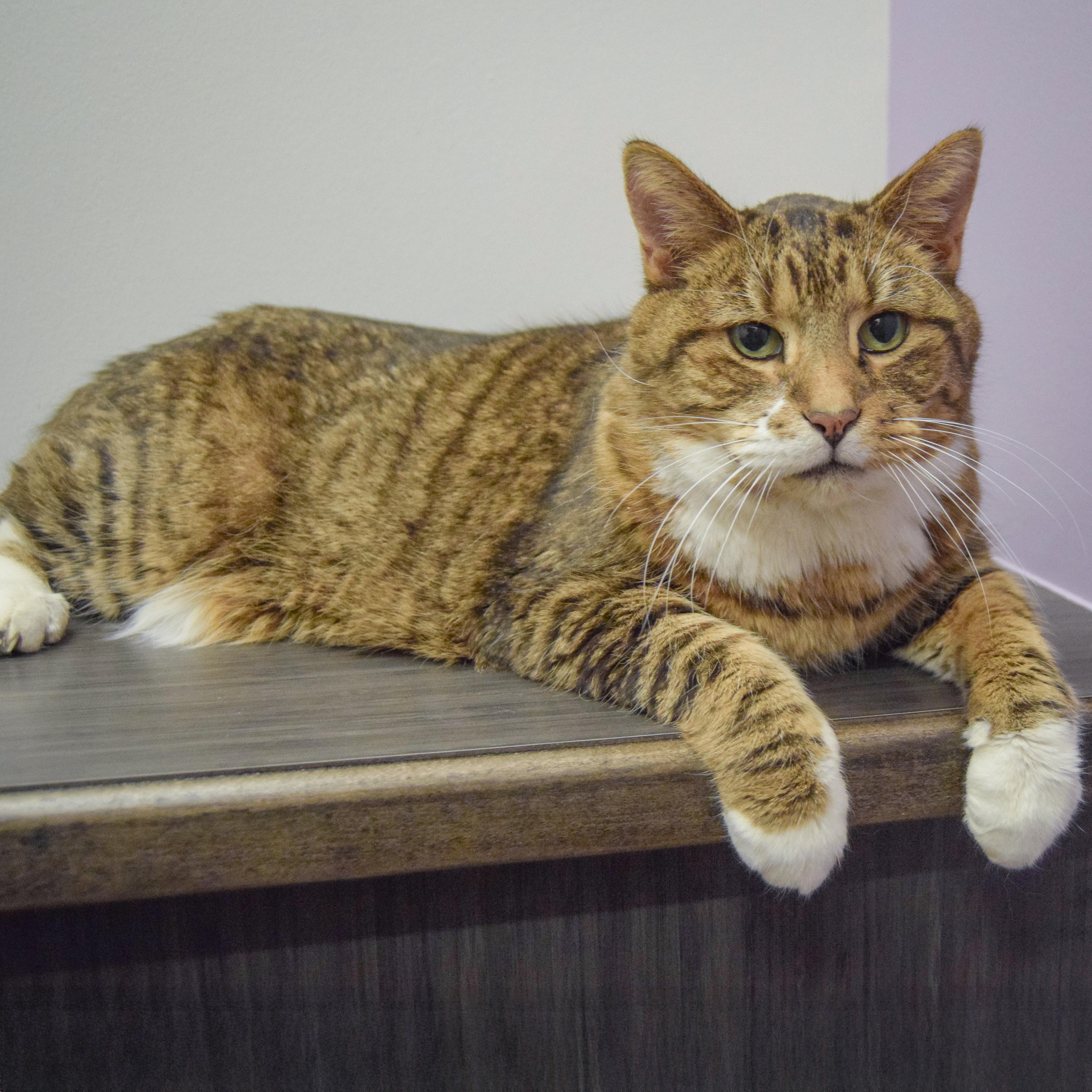 Enlarge Moose, an adopted mixed breed in Huntley, IL image 2/5