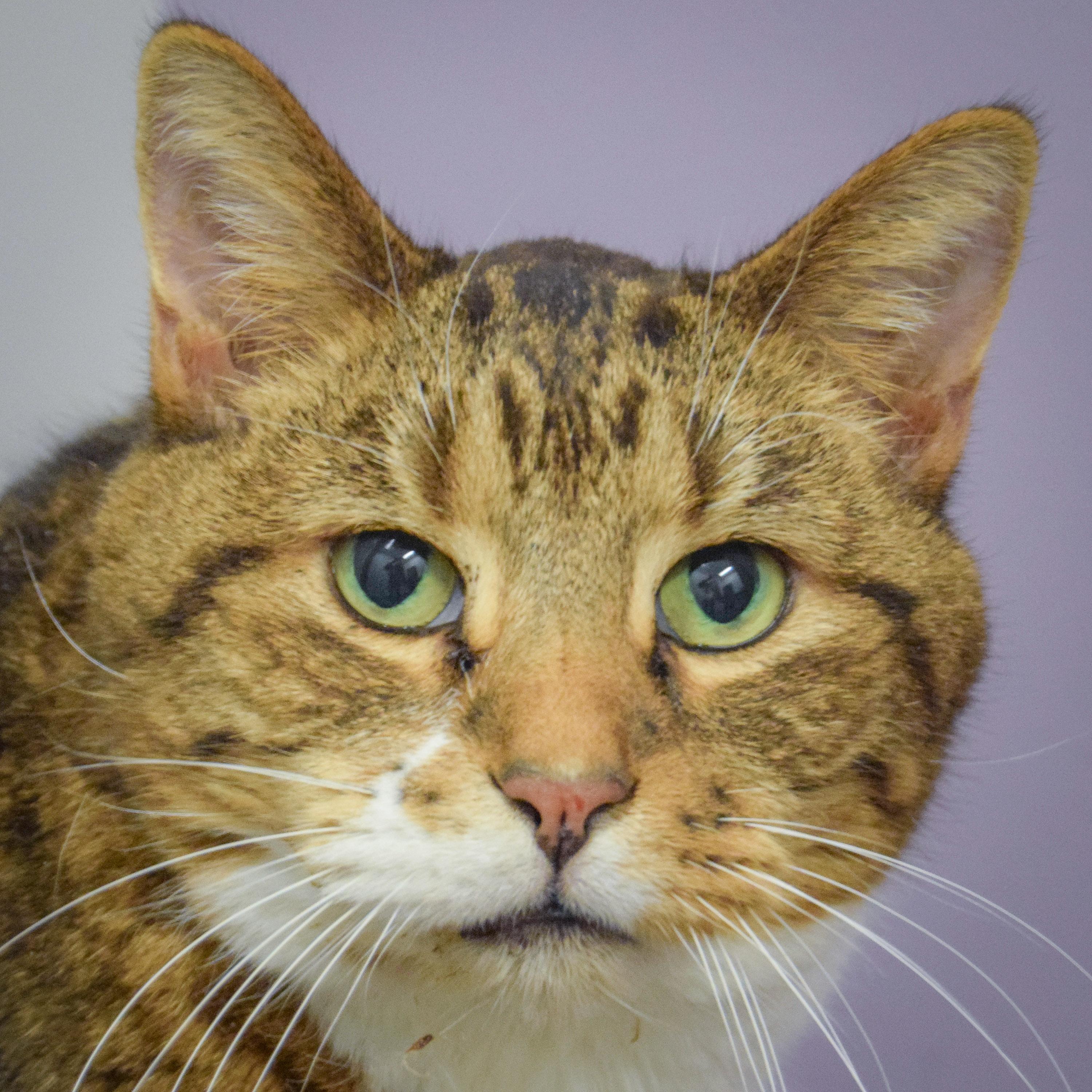 Moose, adopted, Adult Male Tabby & Domestic Short Hair.